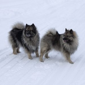 Two fluffy dogs standing on a snowy path, looking in different directions.