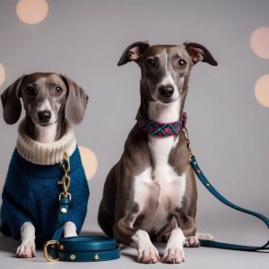Two grey and white Italian Greyhounds sit against a blurred background with lights. One wears a blue sweater, showcasing essential gear, while the other sports a patterned collar. Both are elegantly adorned with blue leashes, perfect Italian Greyhound accessories.