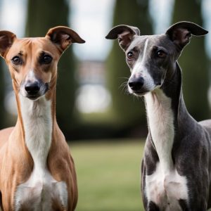 Two sleek Sighthounds, one tan and one gray, stand alert in a grassy area with tall trees in the background.