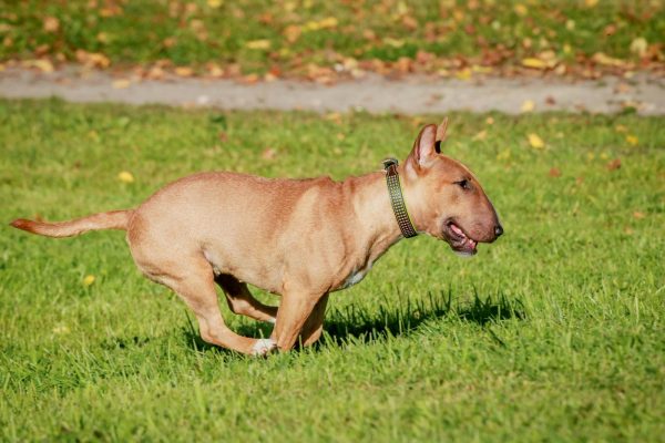 A brown bull terrier runs energetically across a grassy field on a sunny day.