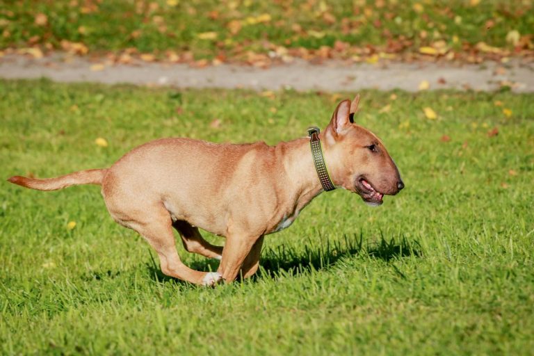 A brown bull terrier runs energetically across a grassy field on a sunny day.