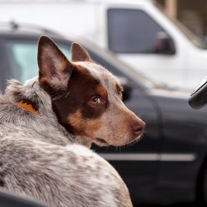 A brown and white dog with pointed ears sits in the driver's seat of a car, looking back. In the background, two other vehicles are visible.