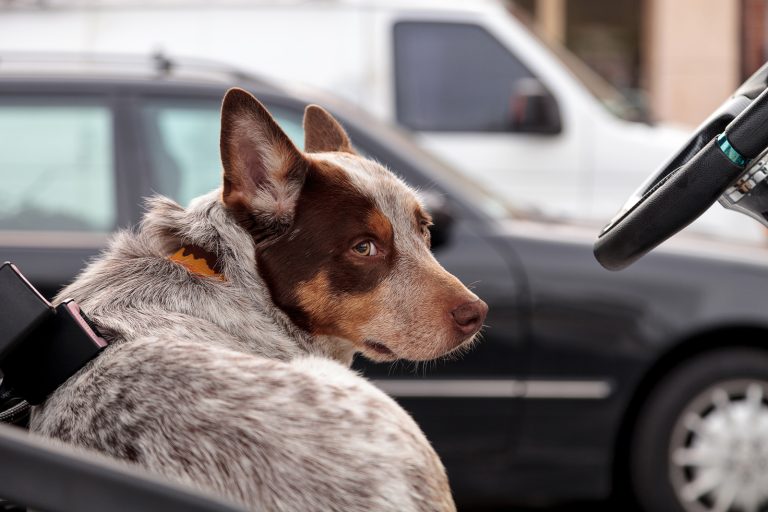 A brown and white dog with pointed ears sits in the driver's seat of a car, looking back. In the background, two other vehicles are visible.