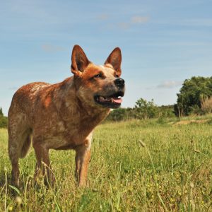 A brown and white dog stands in a grassy field under a clear blue sky, facing forward with its tongue out.