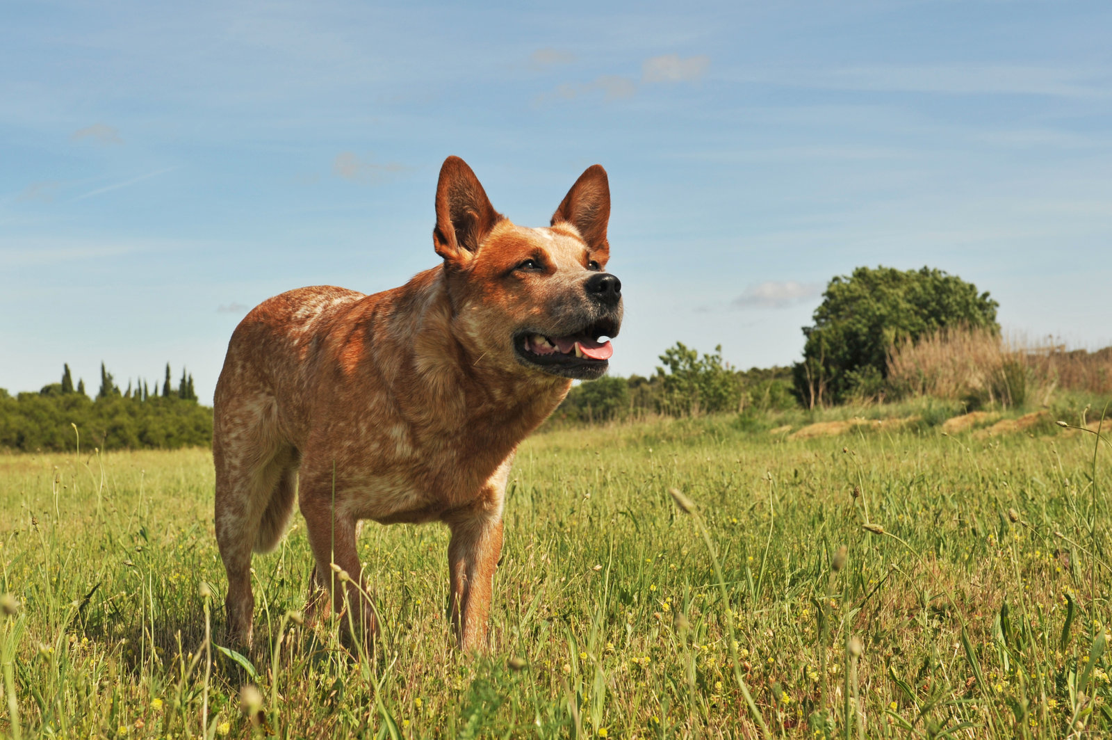 A brown and white dog stands in a grassy field under a clear blue sky, facing forward with its tongue out.