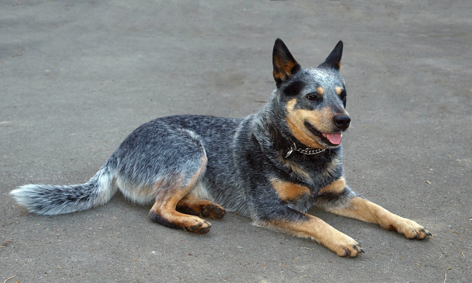 13 Dog Breeds With Unique Coat Colors & Patterns Explained