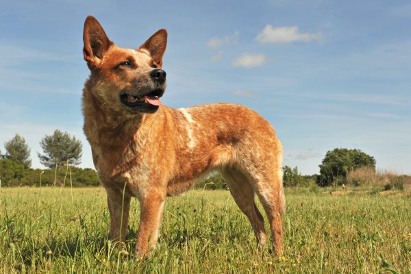 A brown and white cattle dog stands alert in a grassy field under a blue sky.
