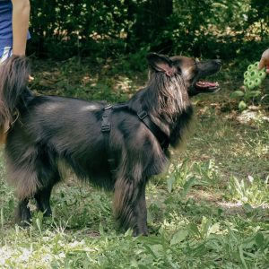 A black dog with a harness stands on grass, looking at a person holding a fidget spinner. Another person stands nearby.