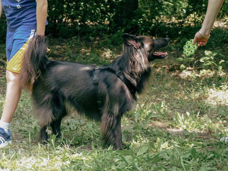 A black dog with a harness stands on grass, looking at a person holding a fidget spinner. Another person stands nearby.
