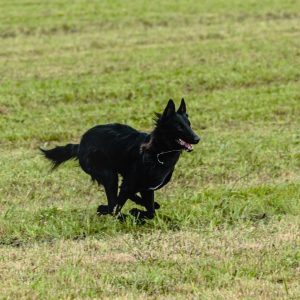 A black dog runs across a grassy field, its mouth open and ears perked up.