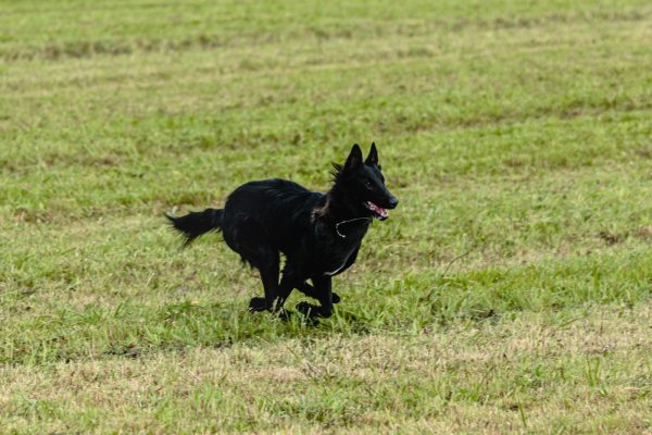 A black dog runs across a grassy field, its mouth open and ears perked up.