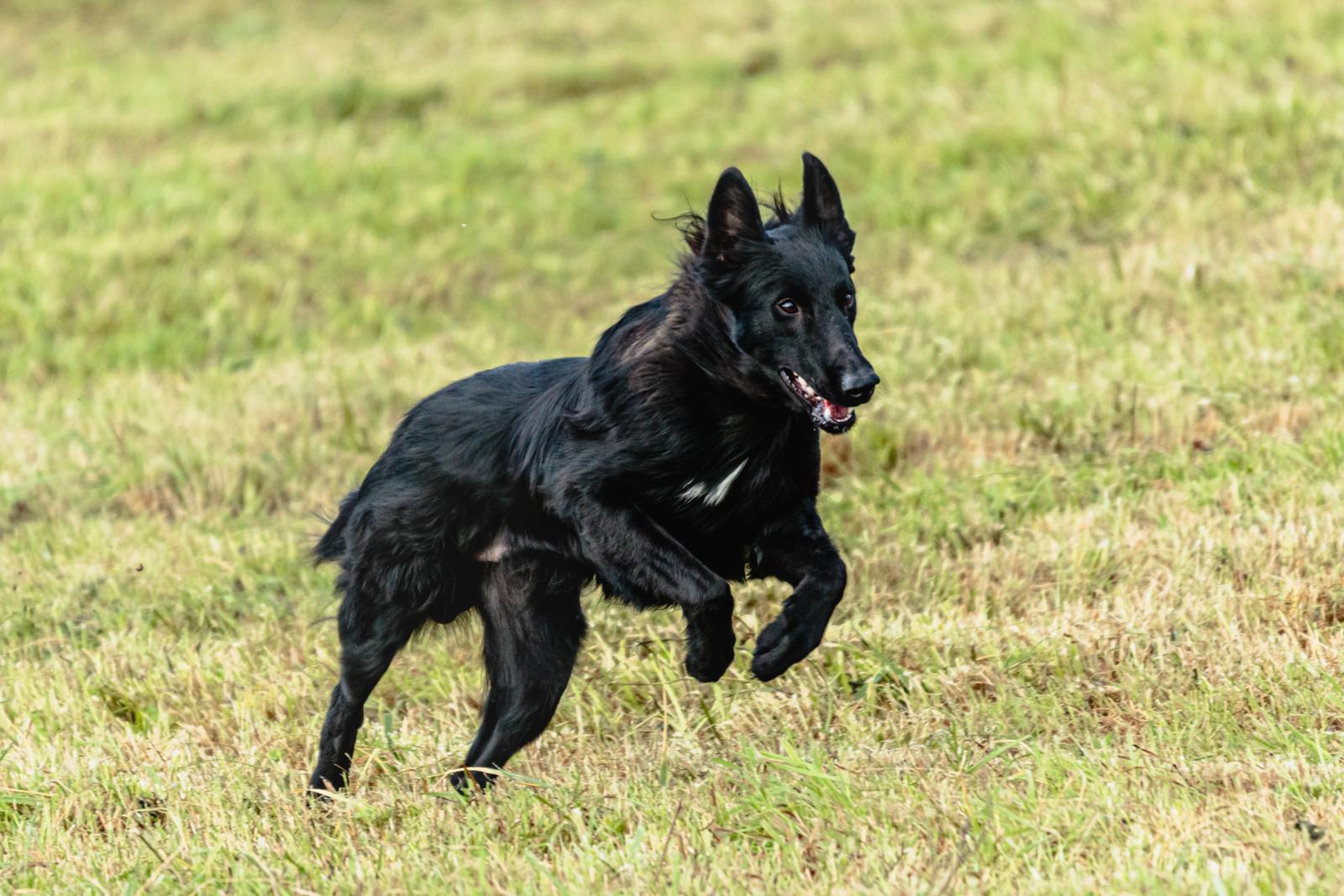 Black dog running energetically across a grassy field.