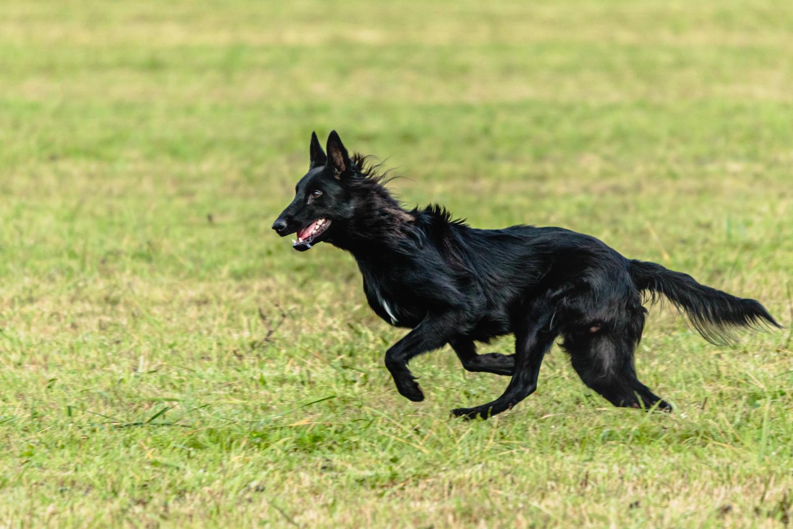 A black dog runs across a grassy field.
