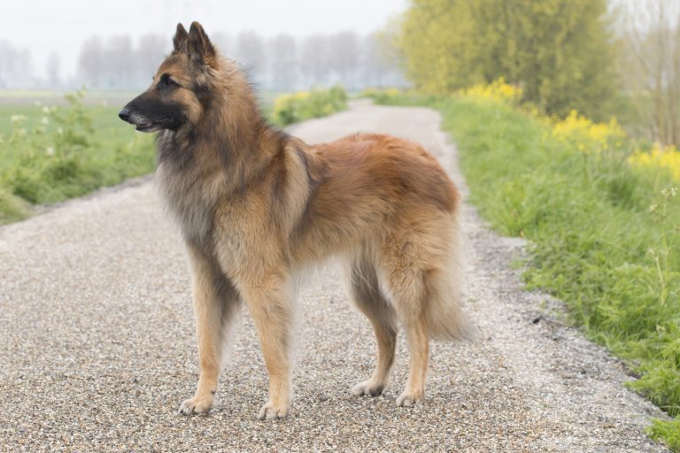 A Belgian Tervuren stands alert on a gravel path with greenery and trees in the background on a cloudy day.