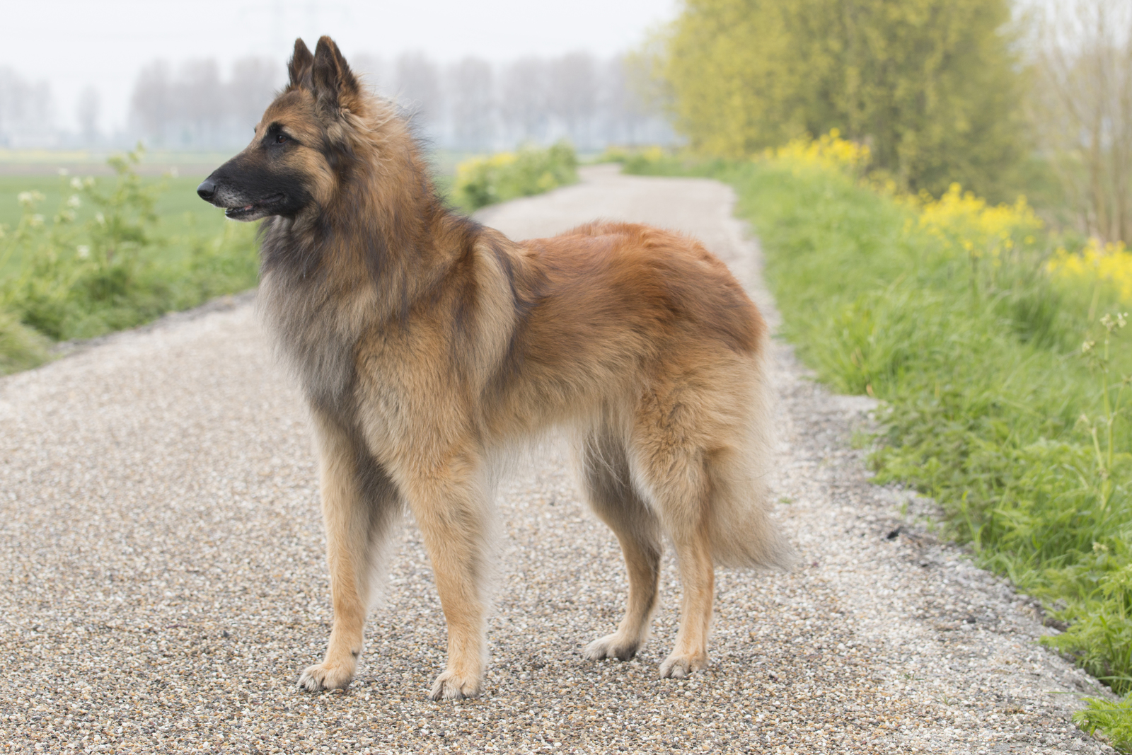 A Belgian Tervuren stands alert on a gravel path with greenery and trees in the background on a cloudy day.
