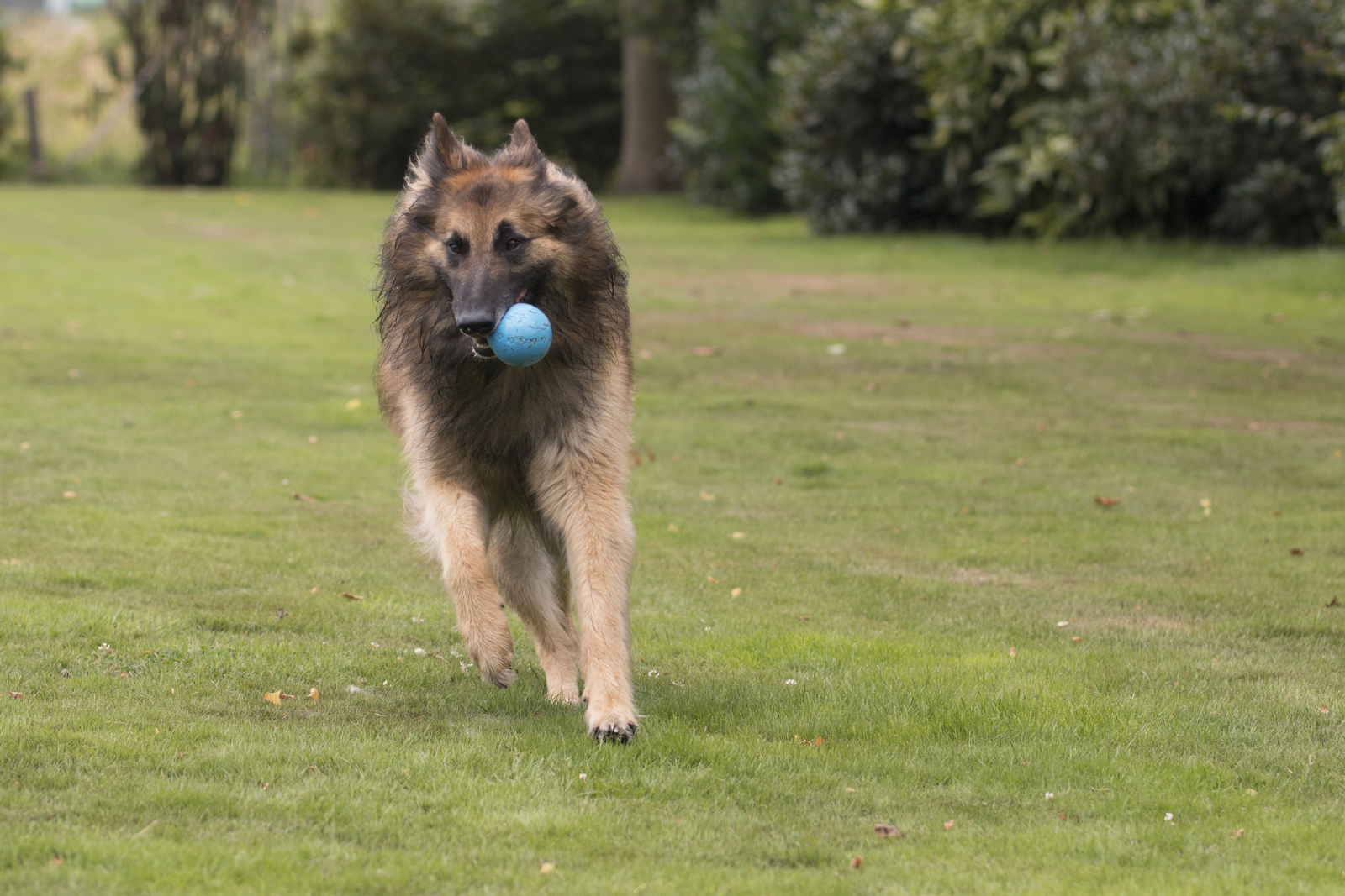 A large dog runs on grass with a blue ball in its mouth.