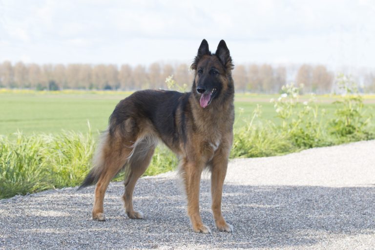 A brown Belgian Tervuren dog stands on a gravel path with a grassy field and trees in the background.