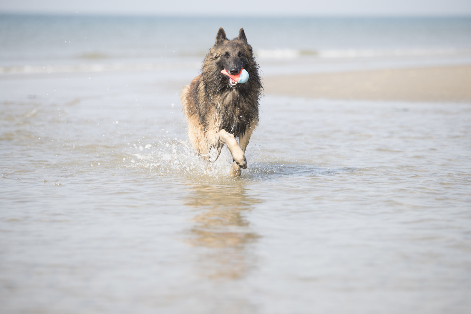 A dog runs through shallow water at a beach, carrying a red and white ball in its mouth.