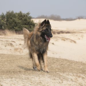 Belgian Tervuren dog happily walking on a sandy beach with grass patches, trees, and sand dunes in the background.