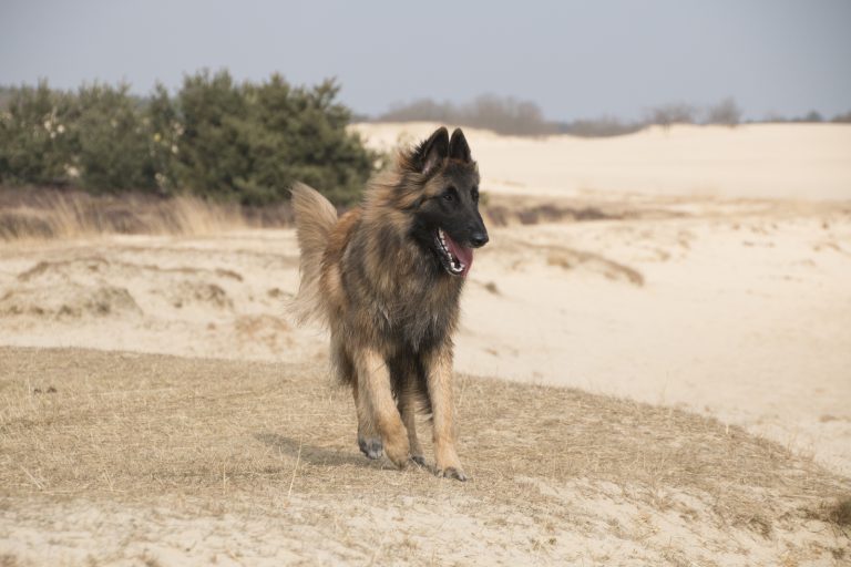 Belgian Tervuren dog happily walking on a sandy beach with grass patches, trees, and sand dunes in the background.