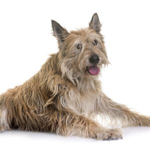 A shaggy dog with a light brown coat lies down, panting with its tongue out, against a white background.