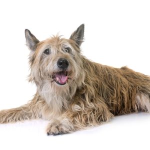 A scruffy, tan-colored dog with shaggy fur lies down against a white background, looking at the camera.