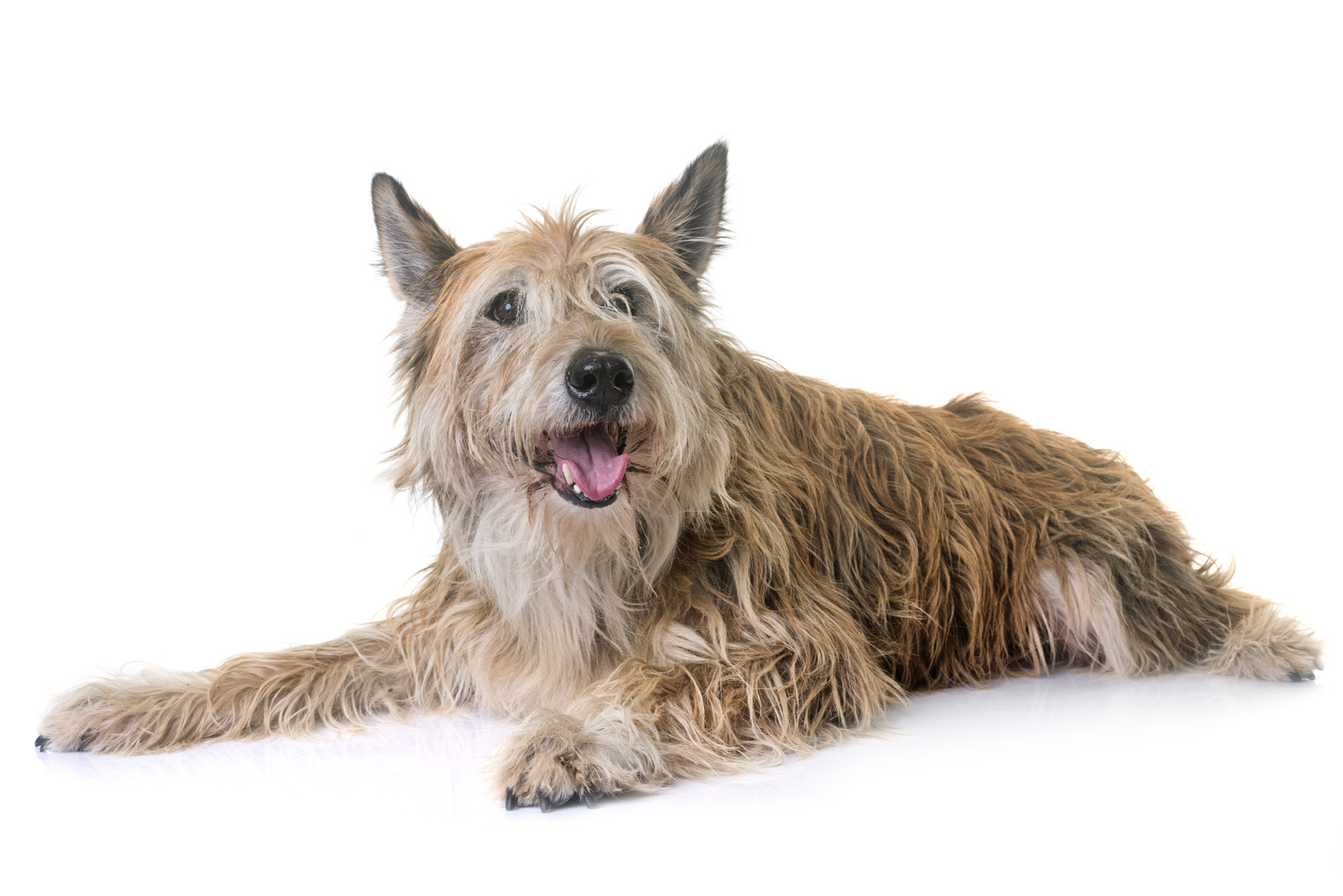 A scruffy, tan-colored dog with shaggy fur lies down against a white background, looking at the camera.