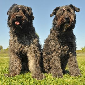 Two large, fluffy black dogs with thick curly fur sit side by side on green grass under a clear blue sky.