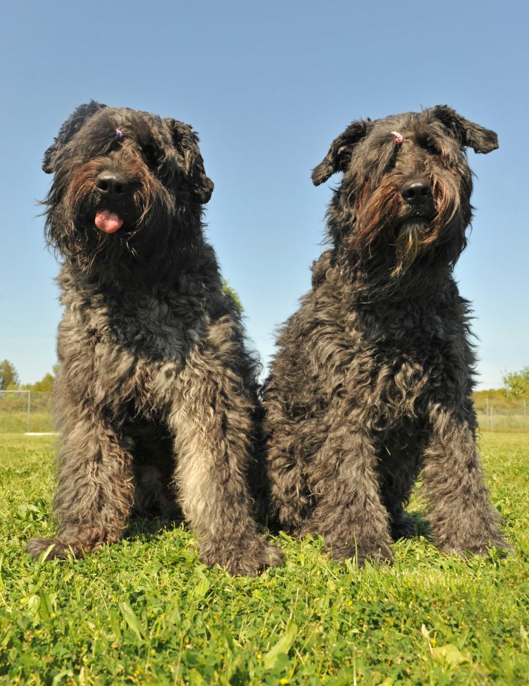 Two large, fluffy black dogs with thick curly fur sit side by side on green grass under a clear blue sky.