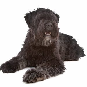 A large black dog with a fluffy coat lies down on a white background.