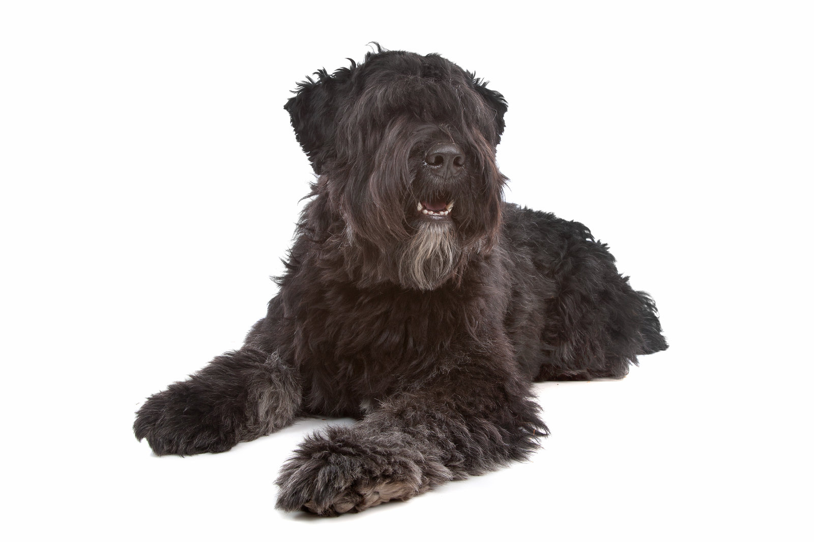 A large black dog with a fluffy coat lies down on a white background.