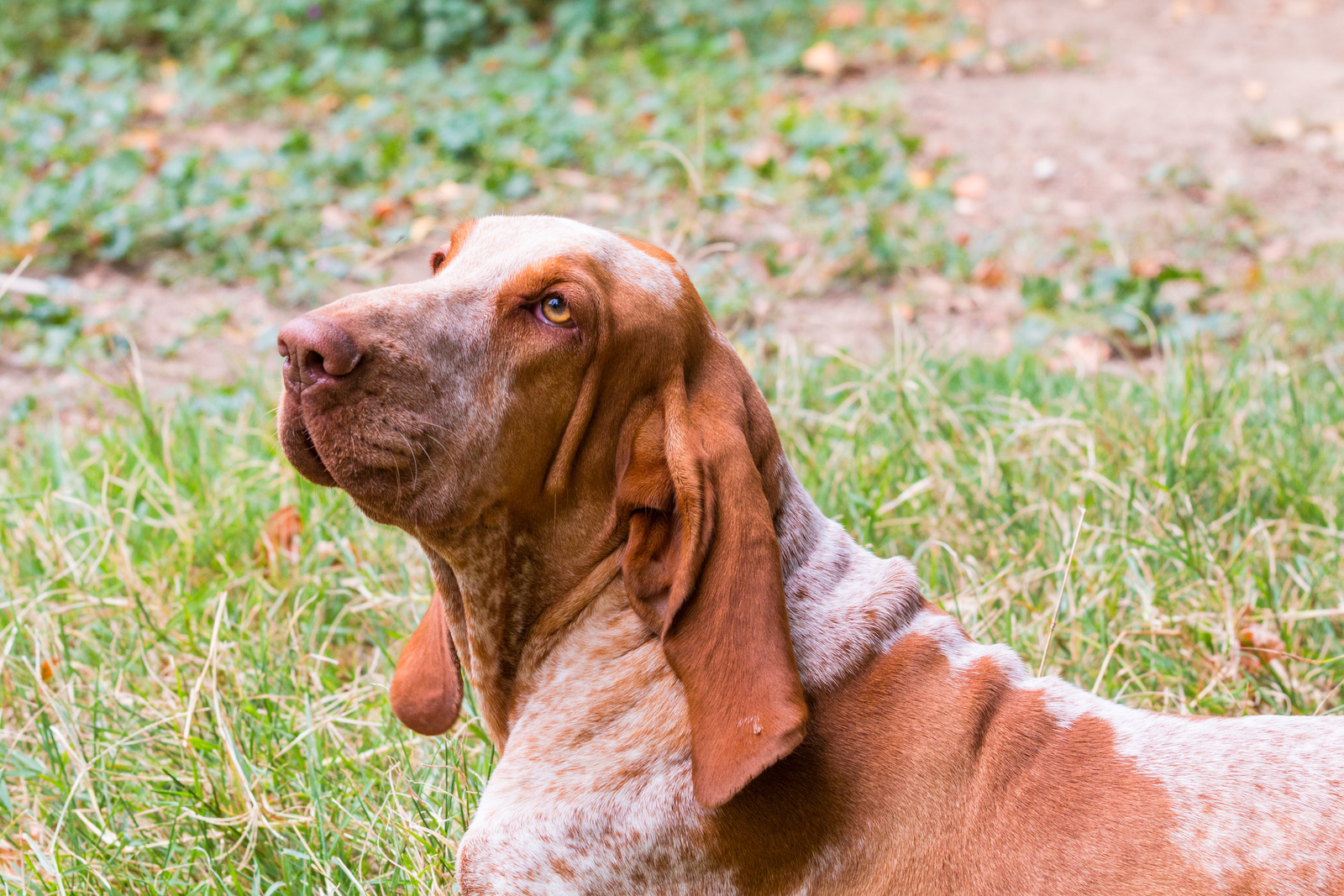 Dog with long ears and a speckled coat sitting in grass, looking upwards against a blurred natural background.