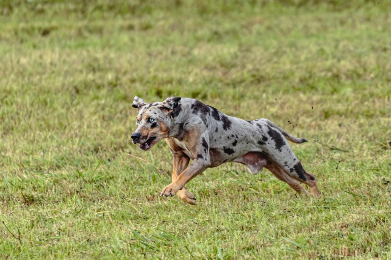 10 Best Catahoula Leopard Dog Gifts MustHave Presents