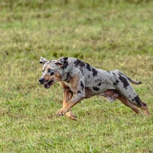 A speckled dog runs energetically across a grassy field.