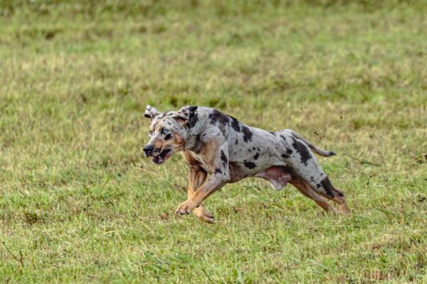 A speckled dog runs energetically across a grassy field.