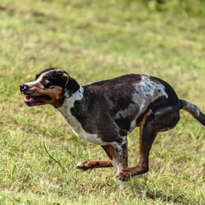 A black and brown dog with spots runs energetically across a grassy field.