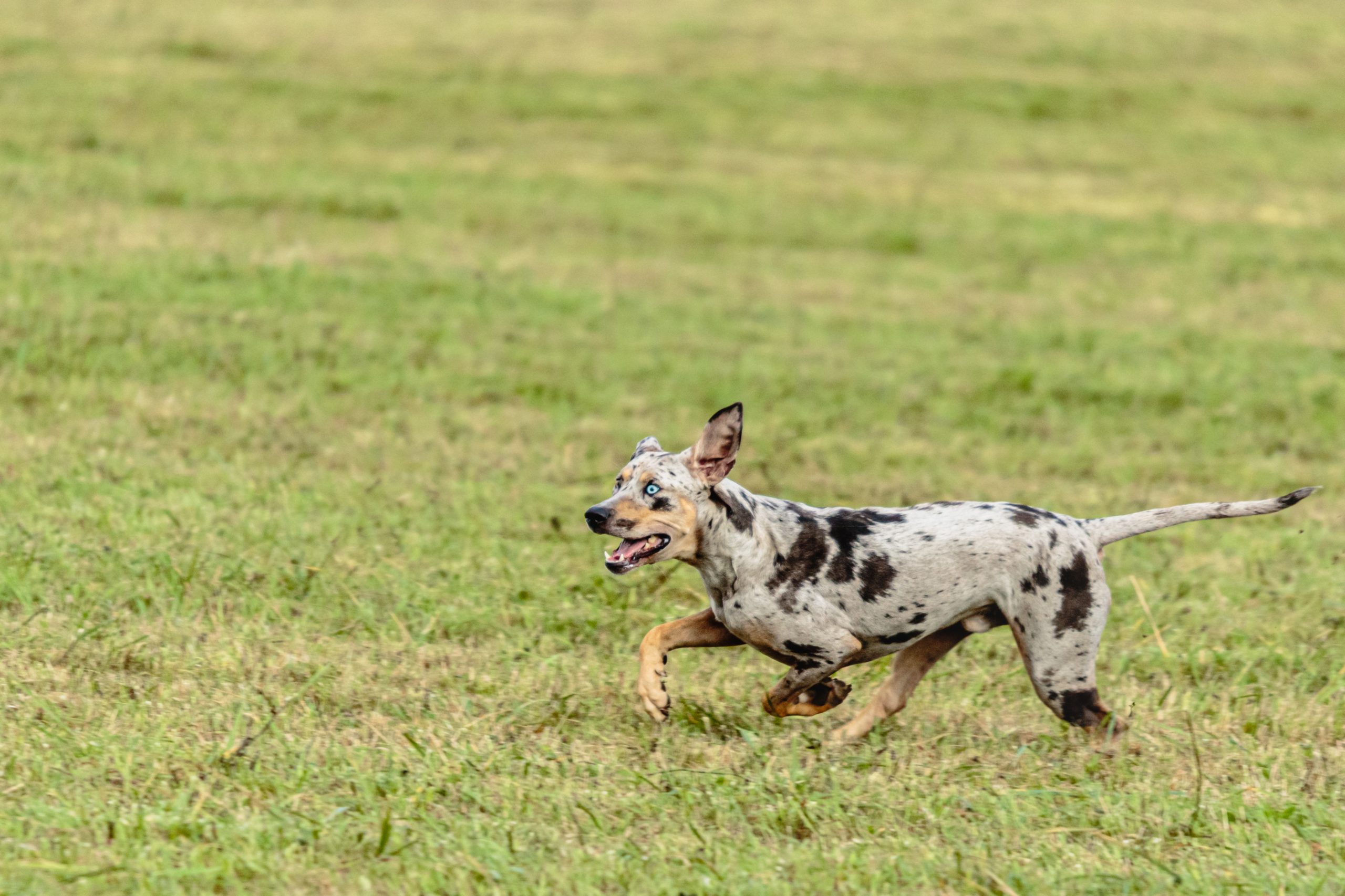 A spotted dog with floppy ears is running energetically across a grassy field.