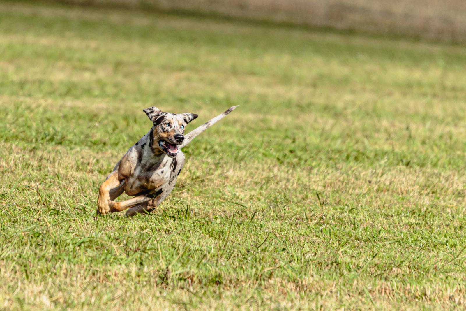 Dog running joyfully on a grassy field with ears flapping and tongue out.