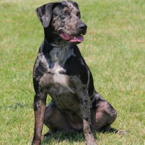 A large dog with a grey and black mottled coat sits on green grass, looking to the side with its mouth slightly open.