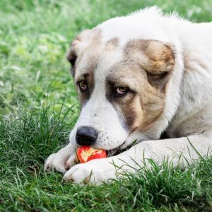 Large dog lying on grass, chewing a red apple.