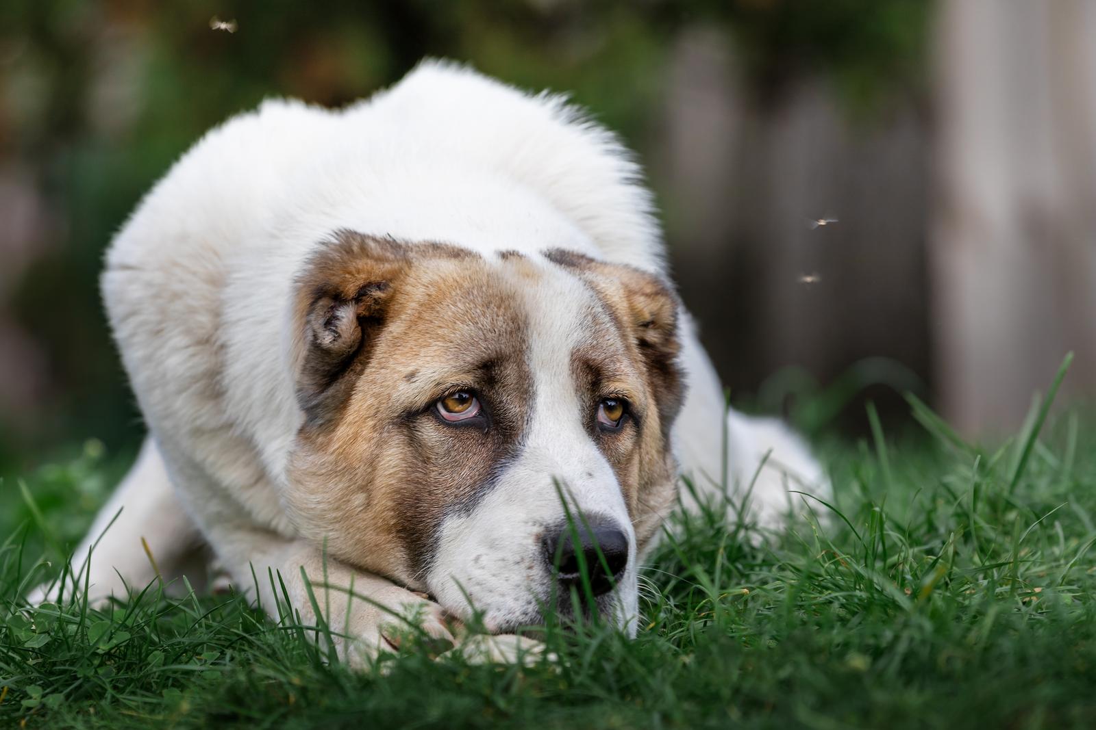 Large white and brown dog lying in grass, looking intently to the side, with a few small insects flying nearby.