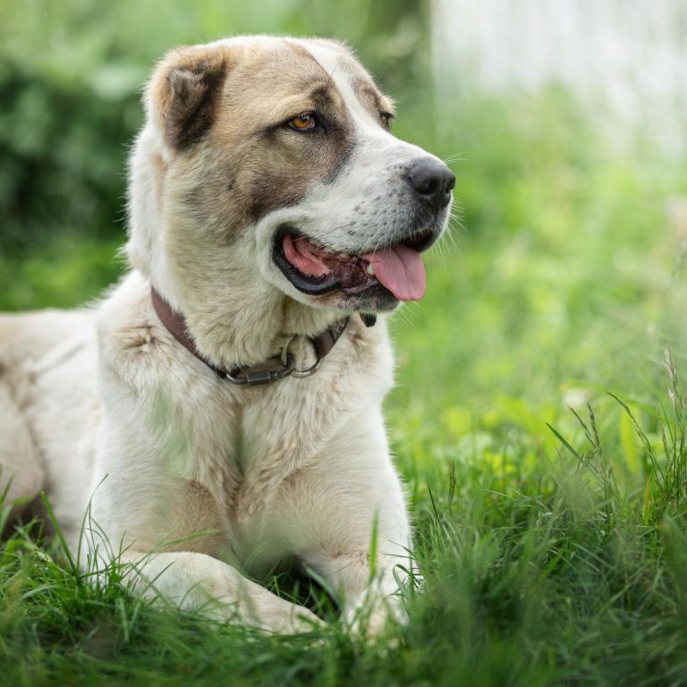 A large dog with a brown and white coat lies on the grass, panting, with its tongue out.