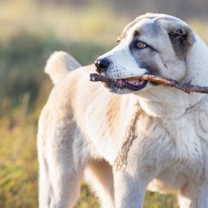 A large dog stands outdoors, holding a stick in its mouth, with a grassy field in the background.