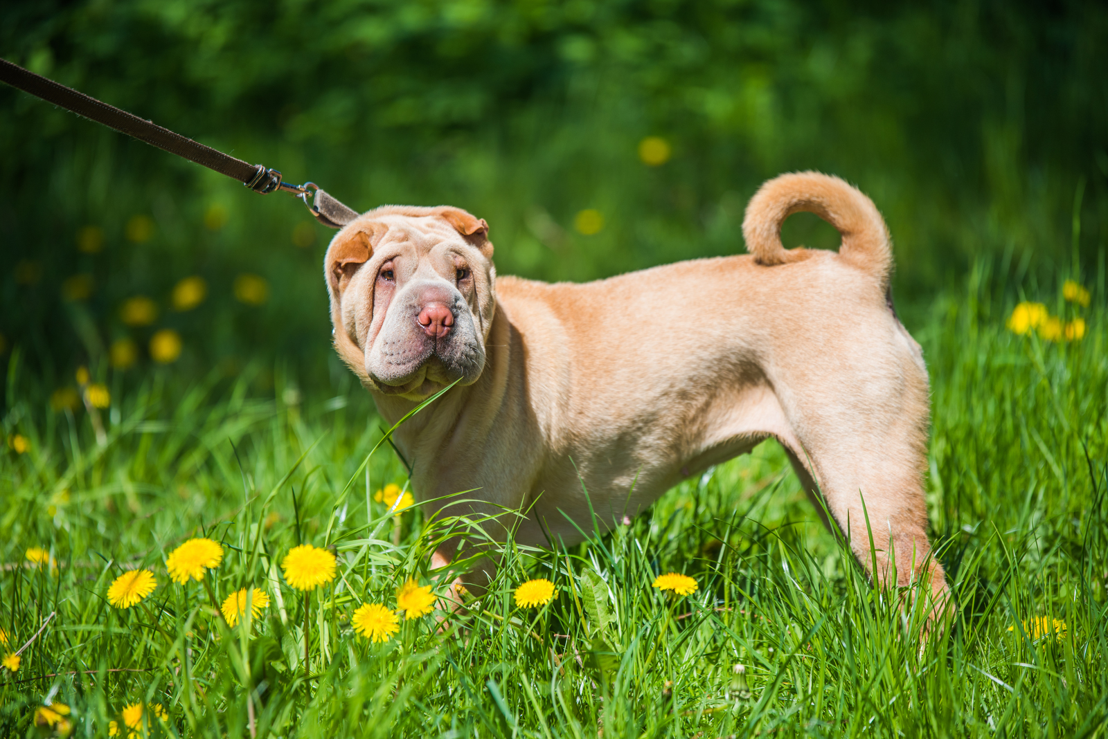 Shar Pei dog on a leash standing in grass with yellow flowers around.