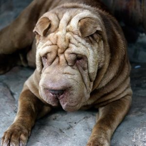 Shar Pei dog lying on a stone surface, displaying its signature wrinkled skin.
