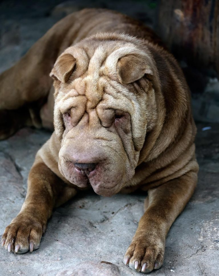 Shar Pei dog lying on a stone surface, displaying its signature wrinkled skin.