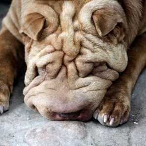 Shar Pei dog lying down with its face resting on its paws, showcasing its distinctive wrinkled skin.