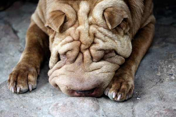 Shar Pei dog lying down with its face resting on its paws, showcasing its distinctive wrinkled skin.