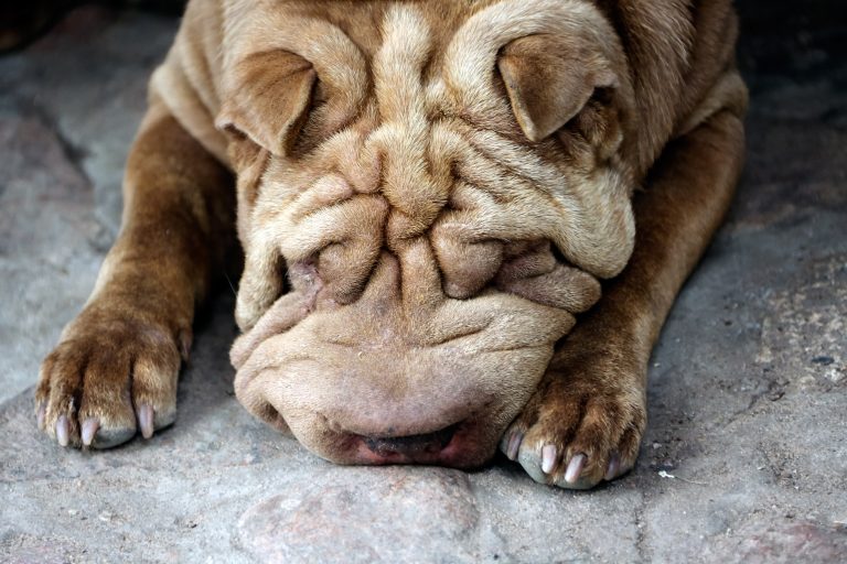 Shar Pei dog lying down with its face resting on its paws, showcasing its distinctive wrinkled skin.