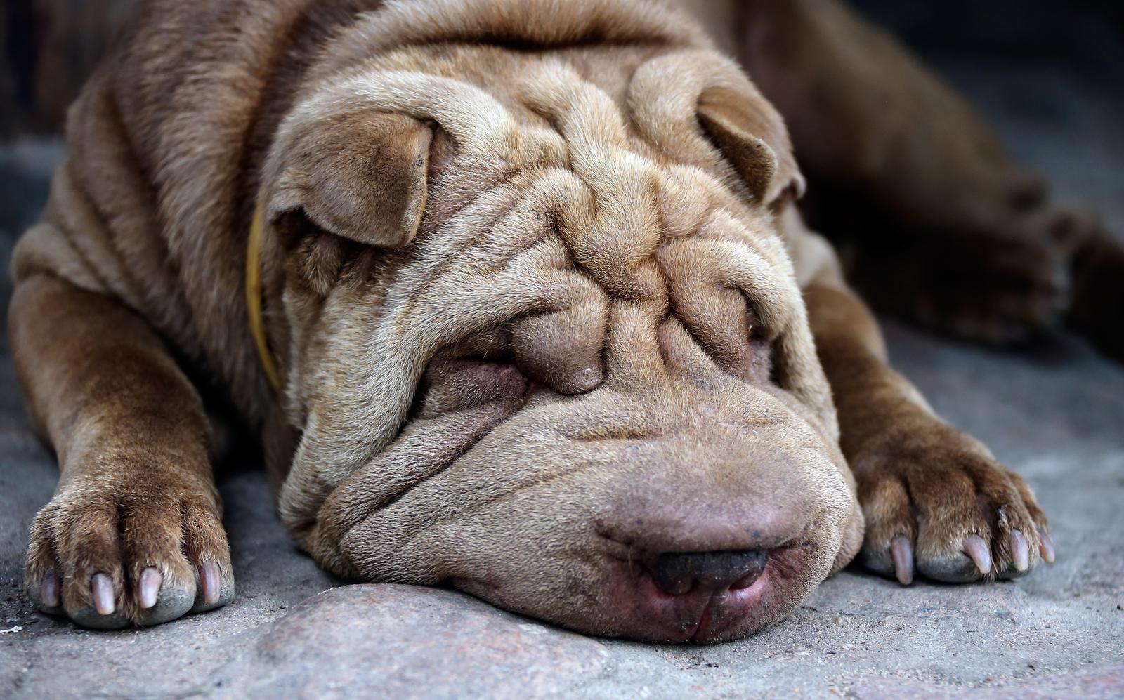 A wrinkled brown Shar Pei dog is sleeping on a gray surface, with its head resting on its paws.